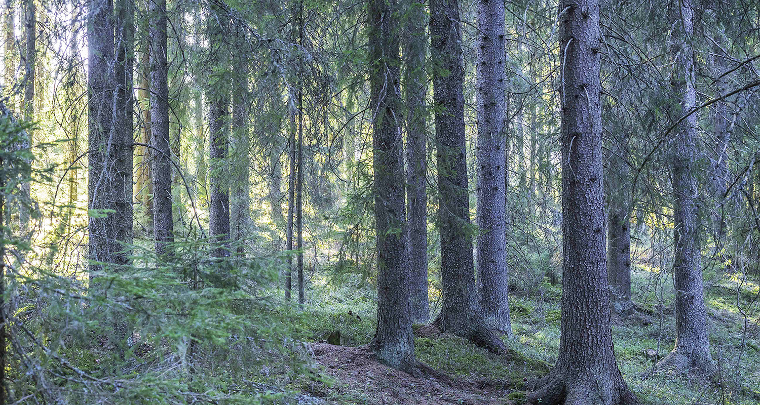 Keski-Suomessa kasvanut kuusi on laadukasta rakennusmateriaalia